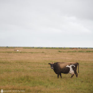 A brown cow standing in a field.