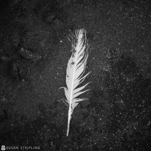 A black and white photo of a feather in the sand, reminiscent of Game of Thrones.