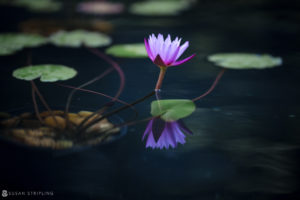A purple water lily in a pond at the Ocean Club.
