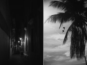 A black and white photo of a palm tree in a dark alley, capturing the serene essence of Dorado Beach.