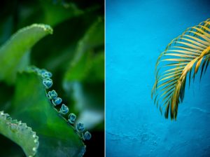 A picture of a leaf against a blue wall at Dorado Beach.