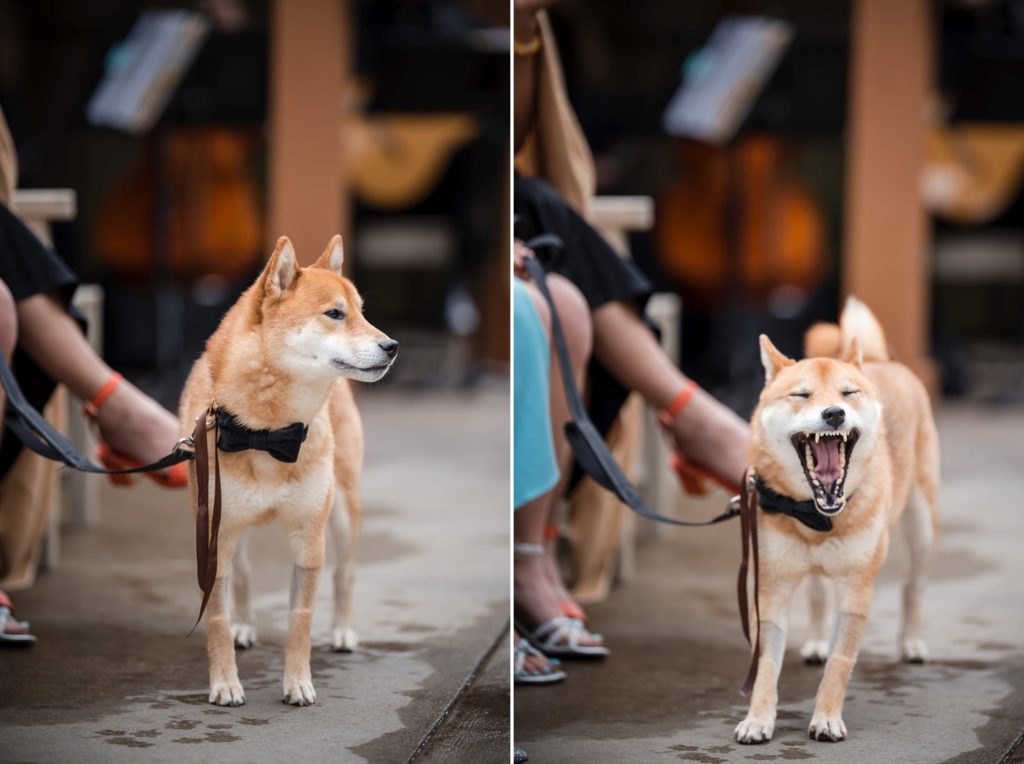 Two side-by-side images of a Shiba Inu dog on a leash. In the left, the pet stands calmly. In the right, the pet yawns widely. Both images have a blurred background with people and objects.