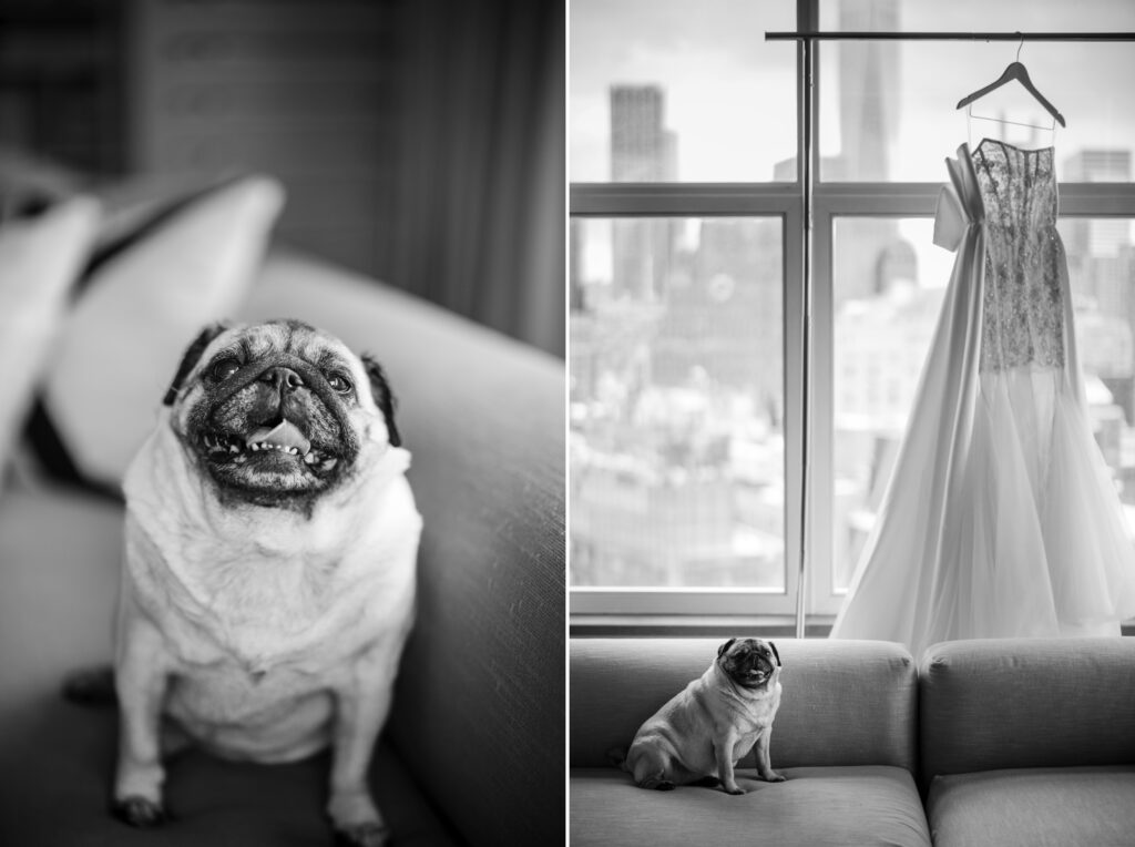 A pug dog sits on a couch next to a wedding dress in a Modernhaus Soho.