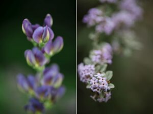 Two pictures of purple flowers and lupins at a Wave Hill wedding.