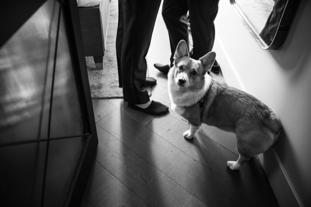 A corgi gets ready with his dads at the Hoxton for a 74 Wythe rooftop wedding