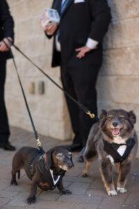 Two dogs wearing black tuxedos on leashes stand in front of two people in black suits against a light stone wall at a Leoness Cellars wedding.