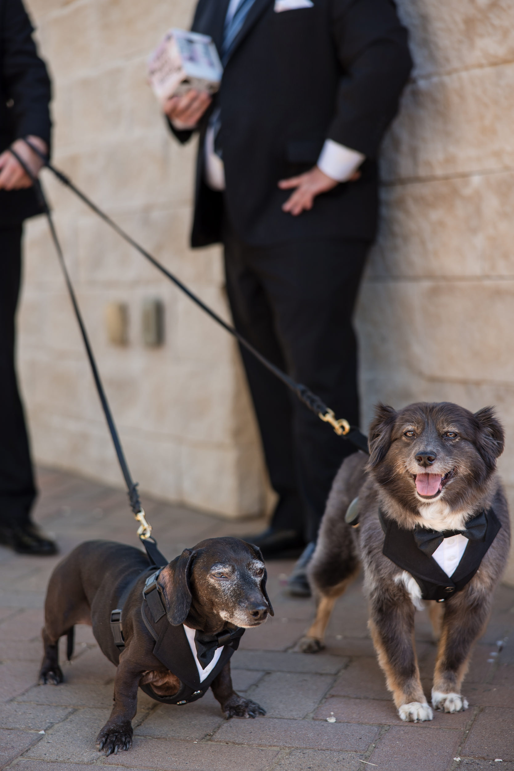 Two dogs wearing black tuxedos on leashes stand in front of two people in black suits against a light stone wall at a Leoness Cellars wedding.