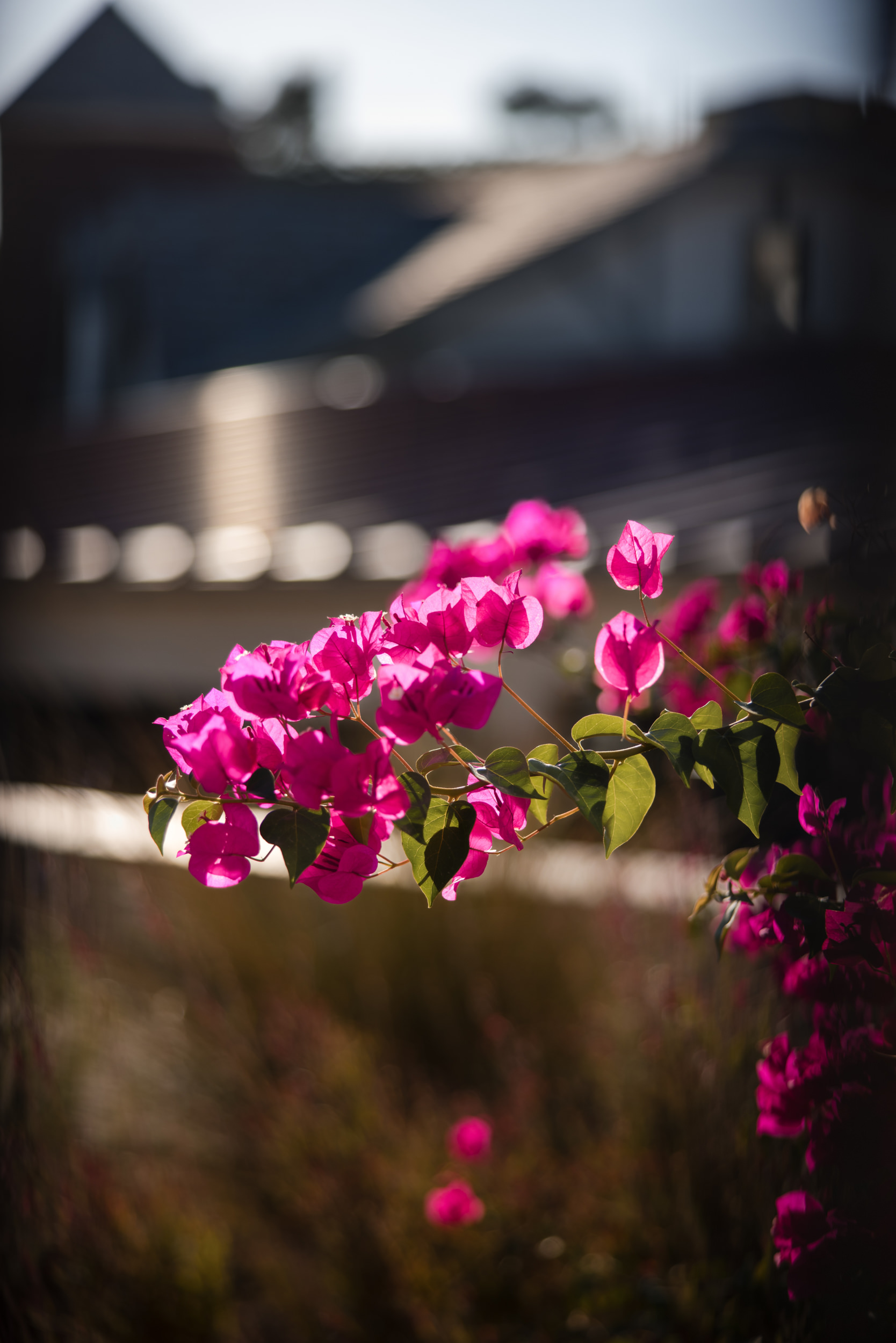 A branch of bright pink bougainvillea flowers in focus, with a blurred background evoking the charm of a Leoness Cellars wedding and a sunlit house and rooftop in daylight.
