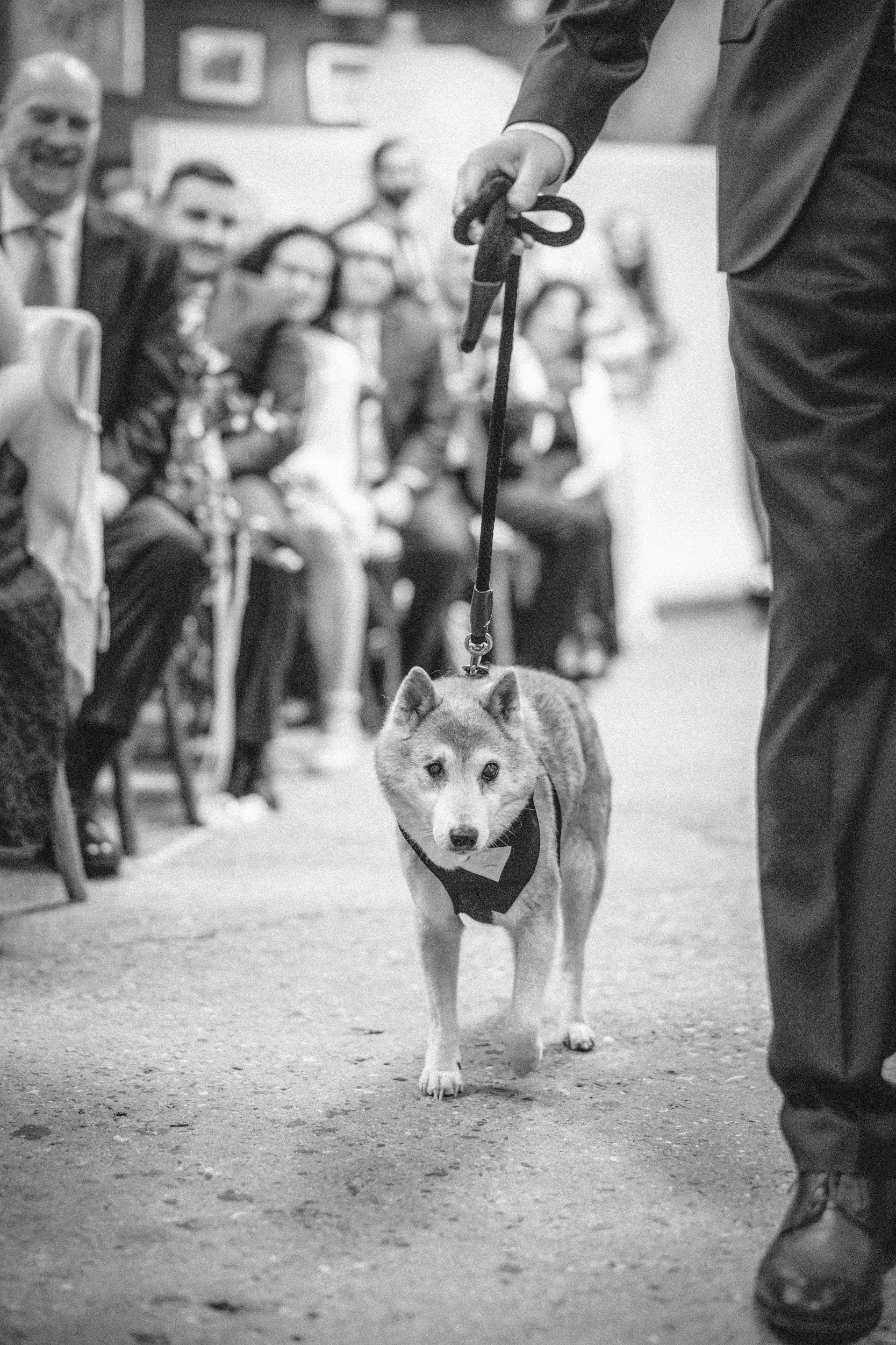 At a Houston Hall wedding, a dog on a leash is walked down an aisle by a person in formal attire, with seated guests watching in the background.