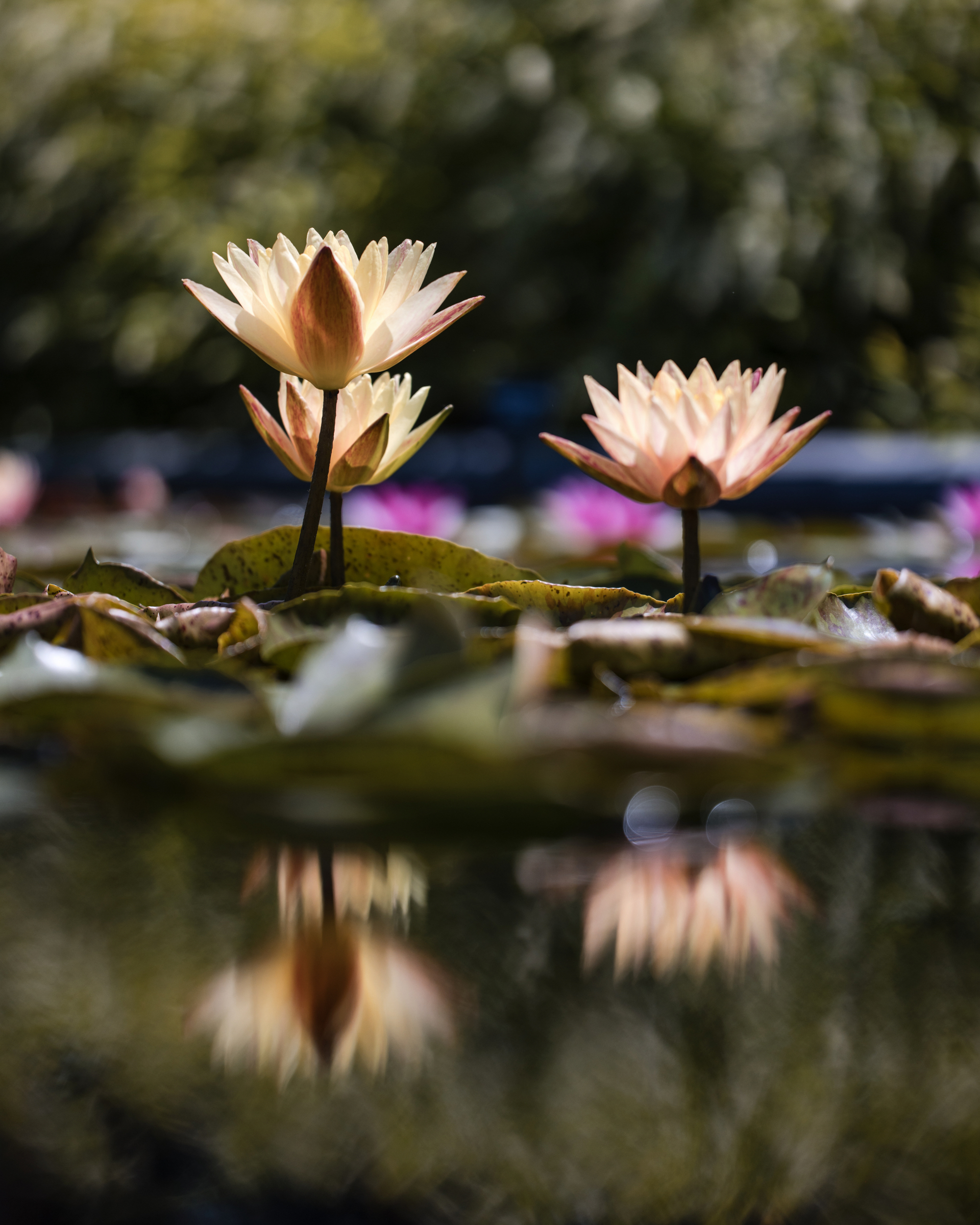 Two yellow water lilies with green leaves are reflected in calm water, their beauty reminiscent of a Longwood Gardens welcome party, set against a blurred background of lush foliage.