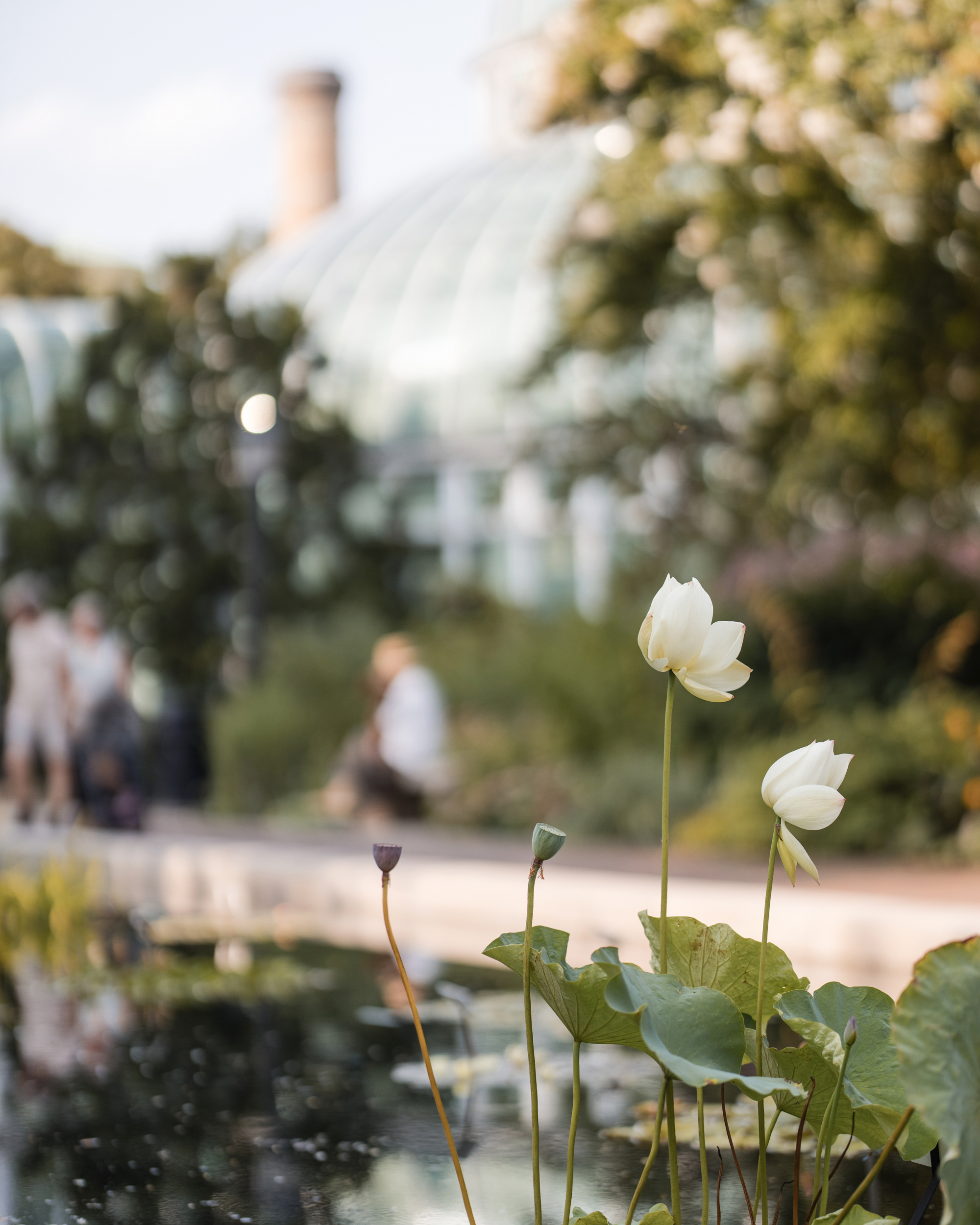 White lotus flowers blooming by a pond in a garden, with the iconic glass Brooklyn Botanic Garden Palm House visible in the background and blurred people suggesting a wedding celebration.